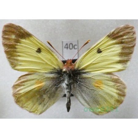 Colias erate (Esper, 1805) male Czech40c